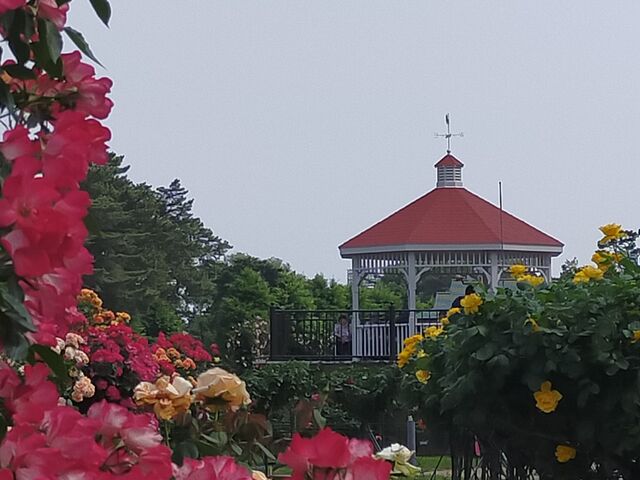 �o���̍���ɕ�܂��_�~�������΂牀