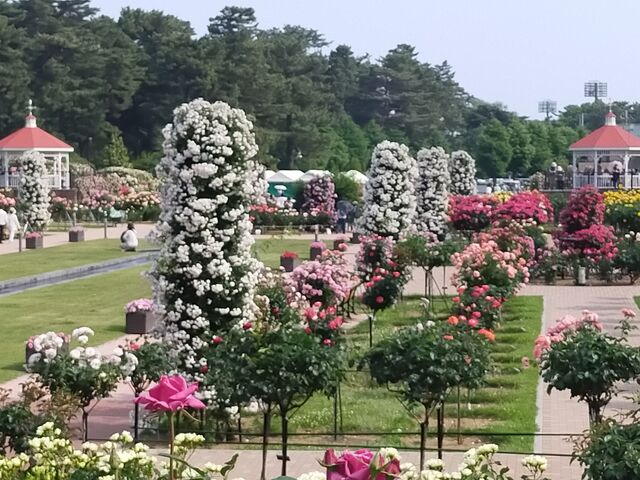 �����̍s���͂�������_�~�������΂牀