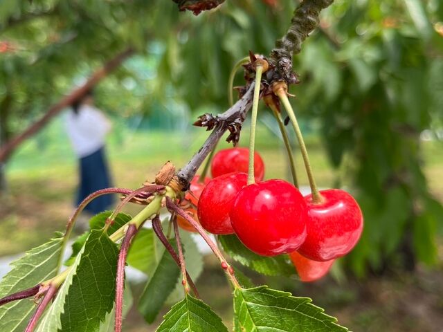 �������������ł��I_�n糊ό��N�����@sweet cherry watanabe