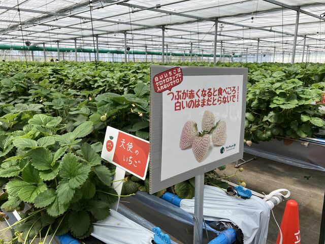 ��������_�P���P���̓m