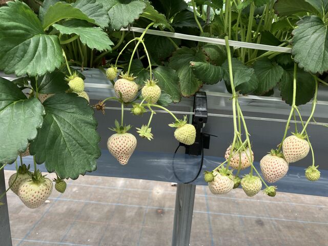 ��������_�P���P���̓m