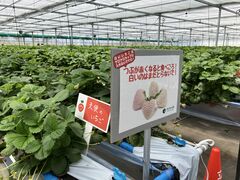 [悳񂳂̃PP̓mւ̓eʐ^1