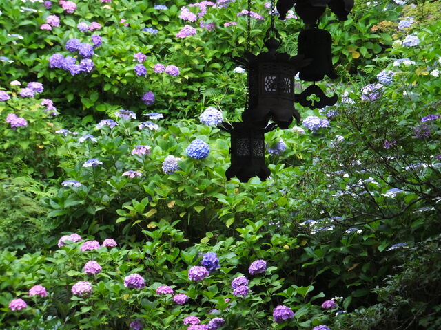 �U���H�o������_���J���̃A�W�T�C