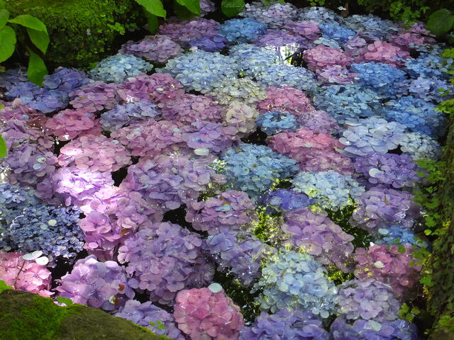 �܂񂶒r�ɕ����Ԏ��z��_���J���̃A�W�T�C