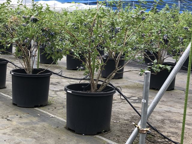 ��������̎�ނ�����܂���_���������u���[�x���[�����_��