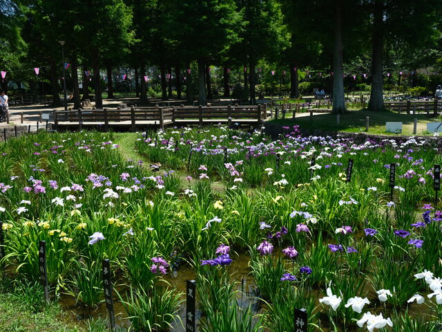 �F���C���C��_���傤�ԏ������̃n�i�V���E�u