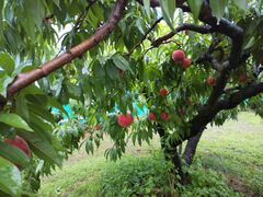 DAY̌_O[vnEXւ̓eʐ^1