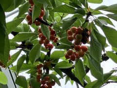 Ё[̉ʎ̗@c_ւ̓eʐ^1