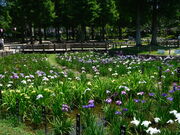 悵ق̂傤ԏ̃niVEu̓eʐ^1