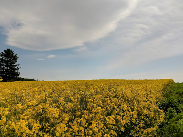 �؂̉Ԕ�_���̉w�@��������