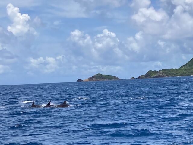 �C���J�ɑ���_FAUSTO�Ί_��