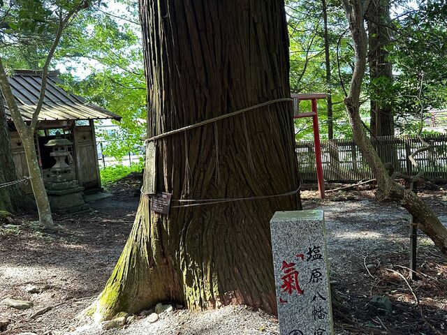 �p���[�����炢�܂��傤���_���������{