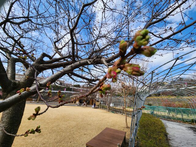 ��敶������