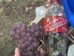 �N���R����̐_�{���Ԃǂ���g���ւ̓��e�ʐ^1