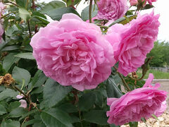 IĨ[YK[fՂׂւ̓eʐ^10