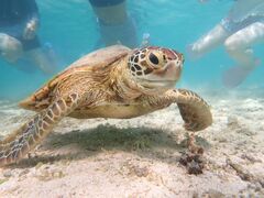 Ђ낳nico {Óւ̓eʐ^1