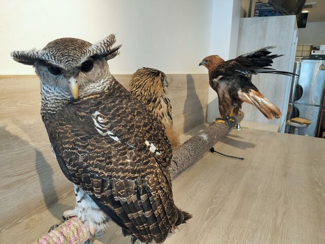 �}���[���V�~�~�Y�N�A���������܂Ƃ��Ă��߂�Ȃ��Ȃ�_�ӂꂠ���J�t�F ���ӂ肱����