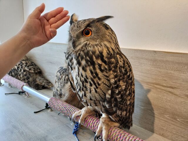 ���V�~�~�Y�N�A�ڗ͂����đ��݊�����܂�_�ӂꂠ���J�t�F ���ӂ肱����