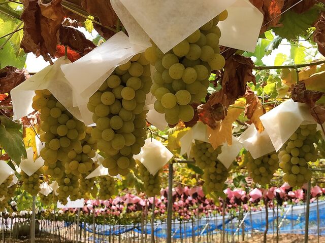 �q�����b�h_�[���̋u�ό��_��(�����s�ό��Ԃǂ��Z���^�[�����x��)