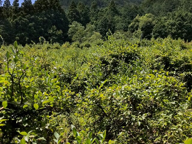 u[x[̖_OKB_ Berry's farm rc