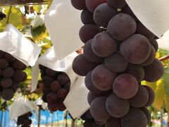 ݂ɂ񂳂̗[̋uό_(sόԂǂZ^[x)ւ̓eʐ^1