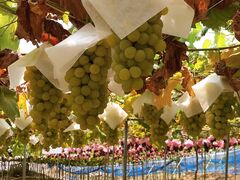 ݂ɂ񂳂̗[̋uό_(sόԂǂZ^[x)ւ̓eʐ^2