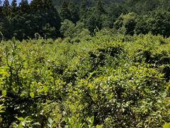 OKB_ Berry's farm rc̎ʐ^1