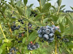 ڂ񂳂̉u[x[t@[ւ̓eʐ^1