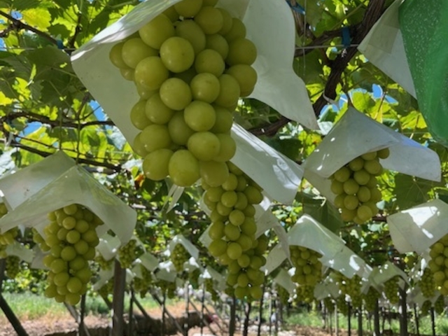 �V���C���}�X�J�b�g_���ʉ�