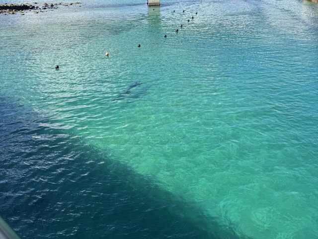 �C���J_�����_�C�r���O�T�[�r�X�@Smiley Dive