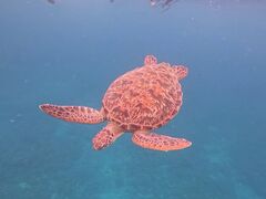 `bvSHISHIΊ_ւ̓eʐ^1