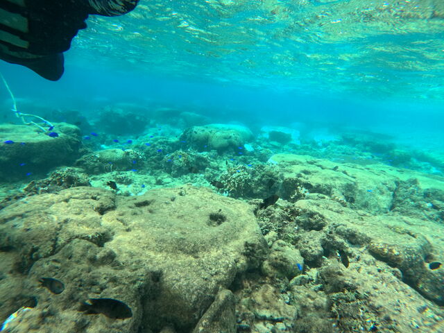 �ʐ^�����ꂢ�ɎB���Ă��������܂���^ ^_CHILL DIVE