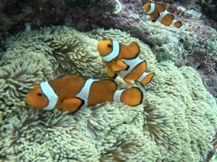 ͂邩̃}Nu Gigiւ̓eʐ^1