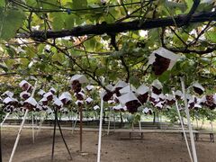 񂶂̂܂邦όʎւ̓eʐ^1