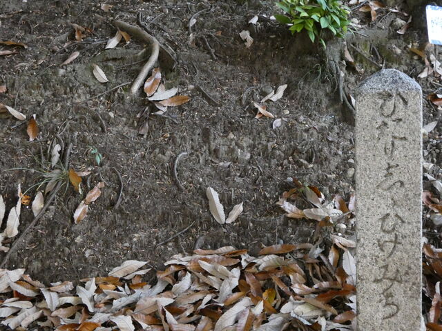 tamo.nagoya̗gPk뉀̓eʐ^2