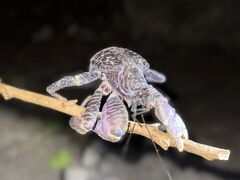 ܂ނ̐Ί_ ADVENTURE PiPiւ̓eʐ^1