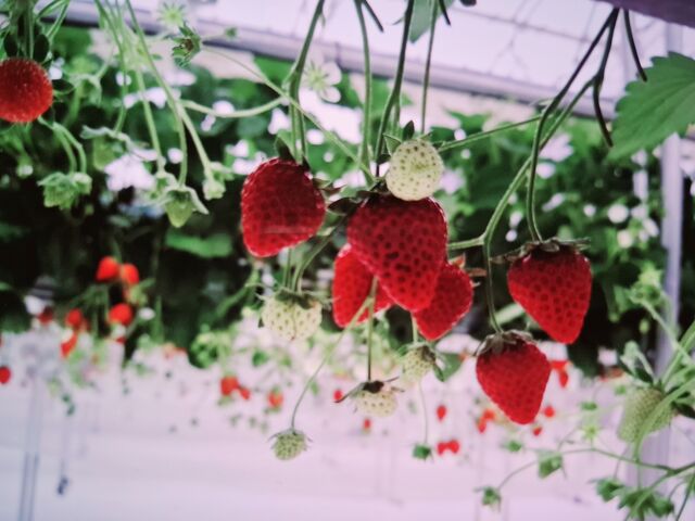 �ǂ���傫���ĐH�׉������Q_����(�䂢)�t�@�[��