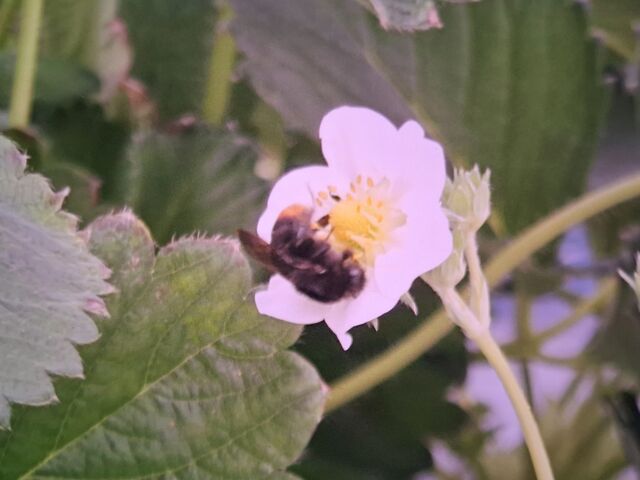 ���������̃N�}�o�`����_����(�䂢)�t�@�[��