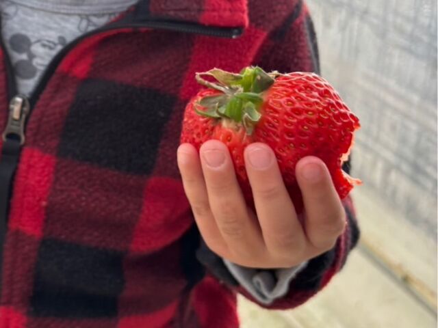 �H�ׂ����ł����A���̓�1�Ԃ̑傫���ł��B4�Ύ��̎肩�炠�ӂ��قǂ̃r�b�O�T�C�Y�ł����B_�t�@�[������� �É͓X