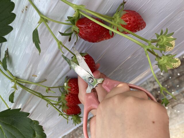 ���̂������������Ȃ��悤�Ƀn�T�~�Ő؂�܂�_�������̉���