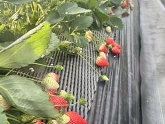 BbcICHIGOHOUSE HITACHINAKAւ̓eʐ^1