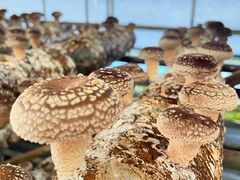 񂶂񂳂̂t@[rbWւ̓eʐ^1