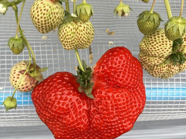 大きなハートのあまおう_itoBEEファーム