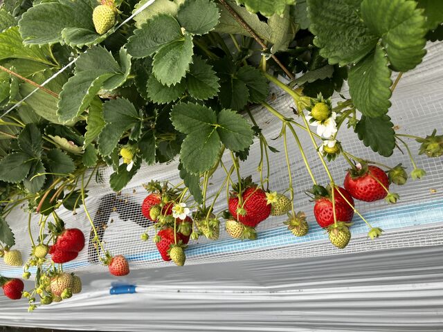 棚になっていていちご狩りしやすいハウスもあります。_itoBEEファーム