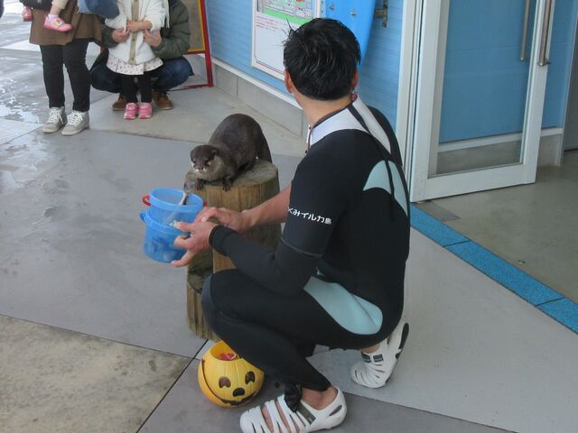 �Q���̌��^���W���[���]�[�g�u���݂��ܑ̌��p�[�N�E���݃C���J���v�J���E�\�H�����i�������B�e�j_���݂��ܑ̌��p�[�N ���݃C���J��