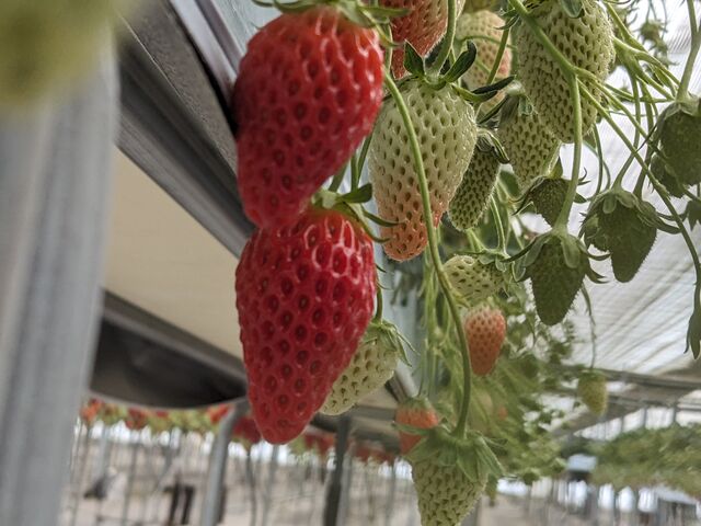 ������_�����݂̗��������̉�