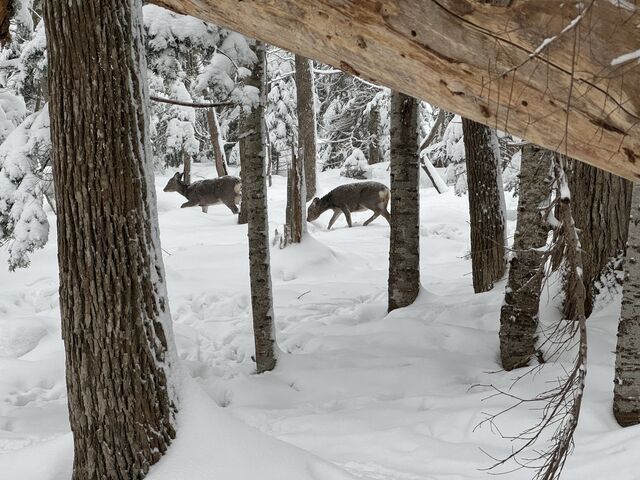 �G�]�V�J_�m�����R�̌��v���O�������̎���