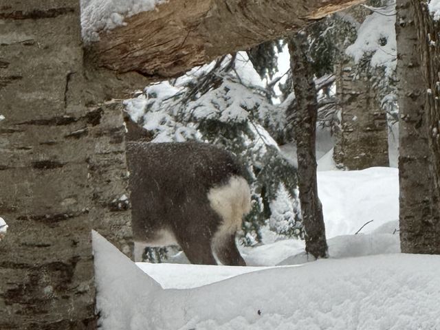 �G�]�V�J�̂��K_�m�����R�̌��v���O�������̎���