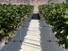 񂳂̌(䂢)t@[ւ̓eʐ^1