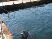 񂳂ܑ݂̂̌p[N ݃CJ̓eʐ^2